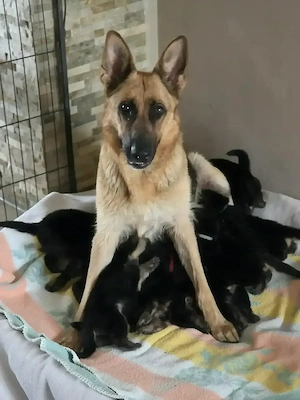 Reinrassige Schäferhund Welpen 