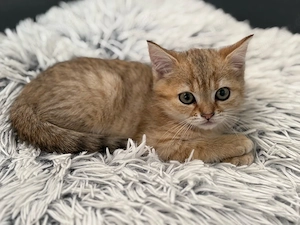 BKH Katze 