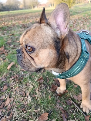 Französische Bulldogge Deckrüde braun