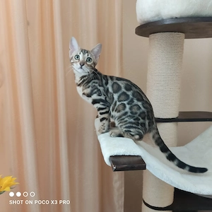 Wunderschönes Bengal Mädchen mit Stammbaum. Abgabebereit!