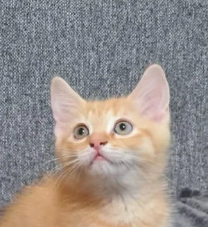 Roter BKH-Kater mit grünen Augen
