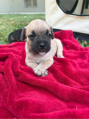 Französiche bulldogge Jack Russel welpen
