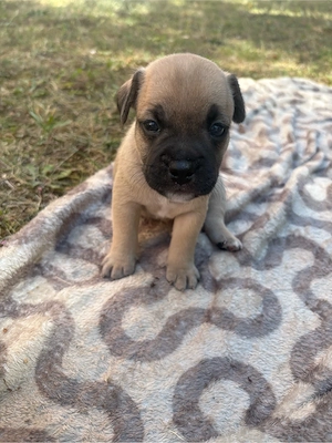 Franzözische Bulldogge Jack Russel mix welpen