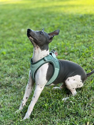 American hairless Terrier 
