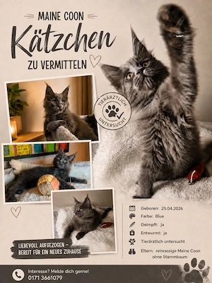 Typisch Maine Coon - groß ,flauschig & und voller Liebe