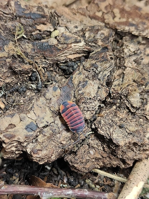 Ardientella "Ember Bee" Asseln Isopods 
