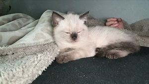 Bkh Kitten Colourpoint 