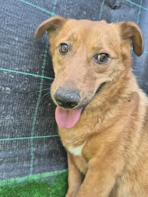 Lexi - kleine Seele sucht großes Herz