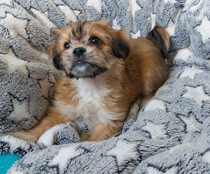 Maltipom, maltipoo Welpen pomeranian 
