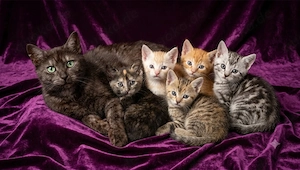  8 charmante Katzenwelpen abzugeben   Bereit für ihr neues Abenteuer! 