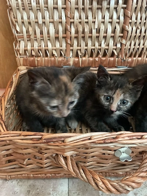 katzen babys