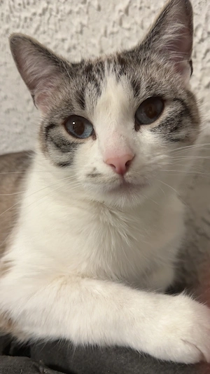 Katzen suchen dringend neues Zuhause 
