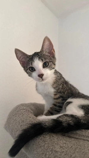 3 kleine Kitten abzugeben!