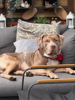 American  Bully Rüde XL XXL 15 Mon. alt sucht ein Zuhause 