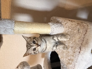 BKH-EKH mix kitten zu verkaufen