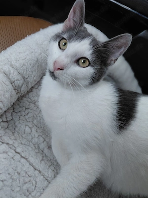 Silvan   Traumkater sucht ein Zuhause