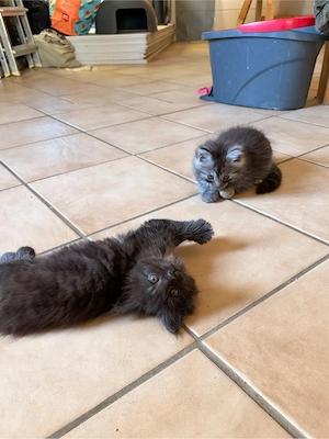 Main Coon kitten
