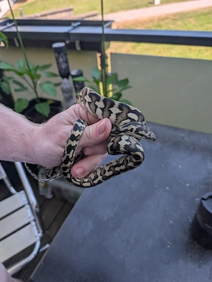   verkaufe 1.0 Morelia spilota Double het granit axanthic 