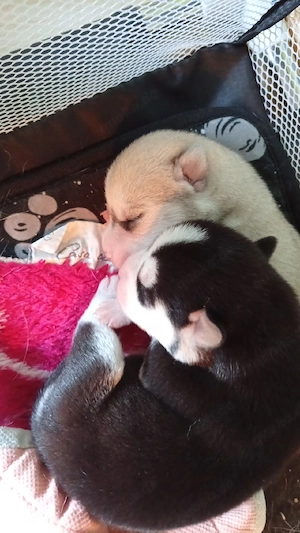 Huskymischlingswelpen