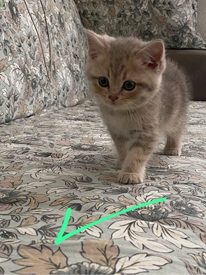 Kitten abzugeben 