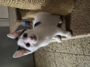 Europäisch langhaar mix kitten 