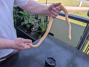 0.1 Pituophis catenifer sayi-Bullennatter