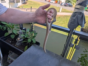 1.0 Bullennatter-Pituophis catenifer sayi 