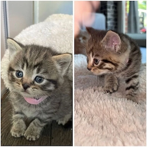 Britisch Kurzhaar Kitten 
