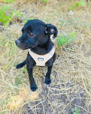 Blacky sucht ein Körbchen 