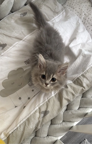 BLH Kitten