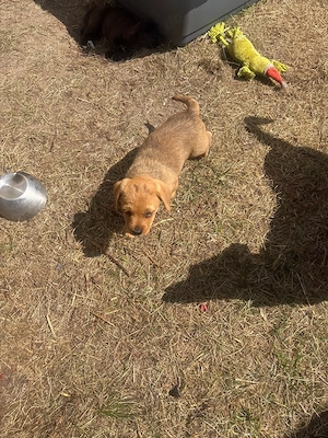 welpen Jack Russell IrishTerrier Mix