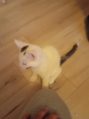 verkaufe 2 baby kitten Weibchen 