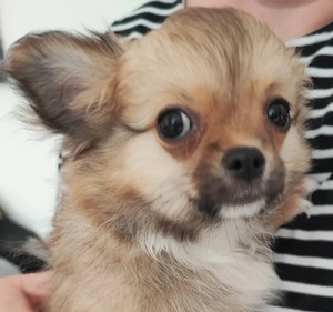 Reinrassige ( langhaar ) Chihuahua Welpen  Hausaufzuchten verspielt und verschmust top sozialisiert 