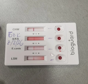 Sanfter und Liebevoller Riese sucht Bild 9