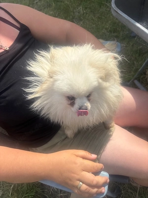 Pomeranian zwerg spitz 