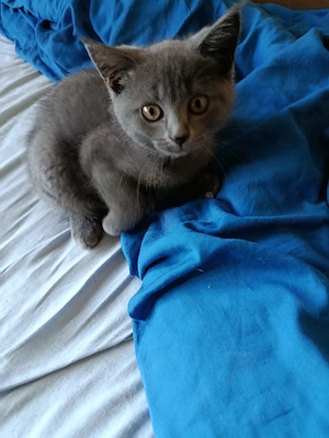 BKH Kitten 