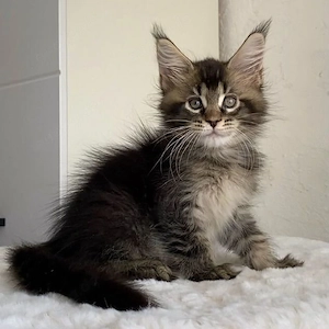 Maine Coon Mädchen