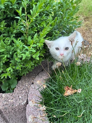 Katzenbabys suchen gemeinsames Zuhause