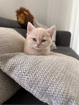 Süßes Kitten sucht liebevolles Zuhause