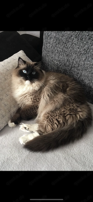 Kastrierter Ragdoll-Kater sucht neues zu Hause 