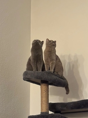 Zwei Liebe BKH Katzen suchen ein neues Zuhause 