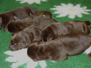 Einen Hündin in Chocolate sucht ihre Familie