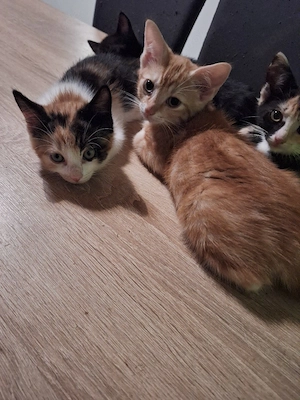 Kitten Katzen Flaschenkinder