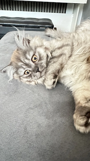 BKH Kitten suchen dich