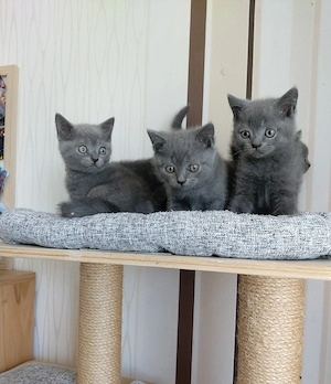 Wunderschöne graue BKH - Kitten suchen neues Zuhause
