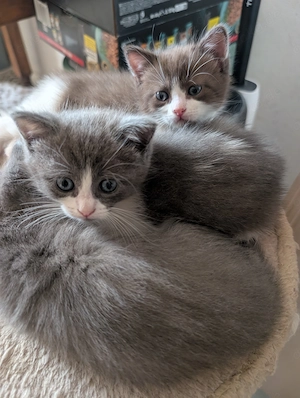 Flauschkugeln kitten Heilige Birma Mix