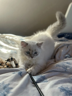 BLH BKH Britisch Langhaar Kitten reinrassig