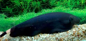 Weißstirnmesserfisch