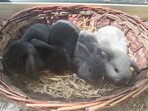 Kaninchen jungtiere in 3 Wochen Abgabe bereit 