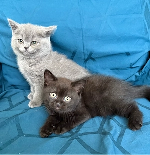 BKH Kitten. 